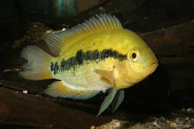 FH_CI_AM_2560(Herotilapia multispinosa).jpg